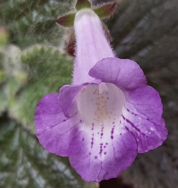 Eucodonia Adelle - EUCODONIA ADELE