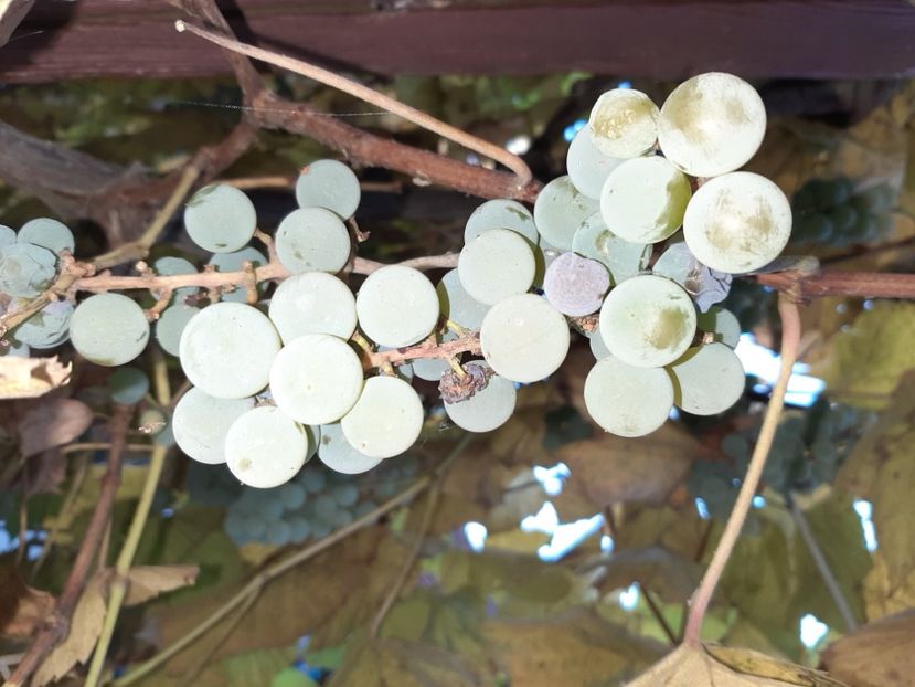  - La țară în octombrie 2021