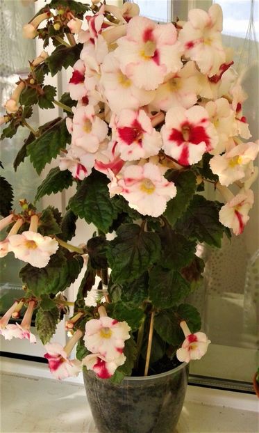  - 0000 ACHIMENES