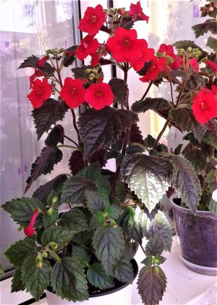  - 000012 ACHIMENES
