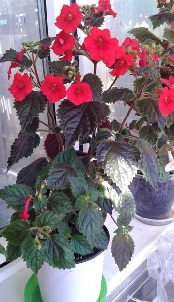  - 000012 ACHIMENES