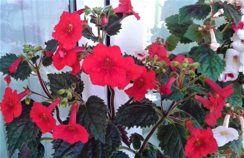  - 000012 ACHIMENES