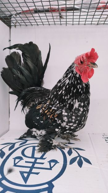 vandut - De vanzare gainuse mi de flori