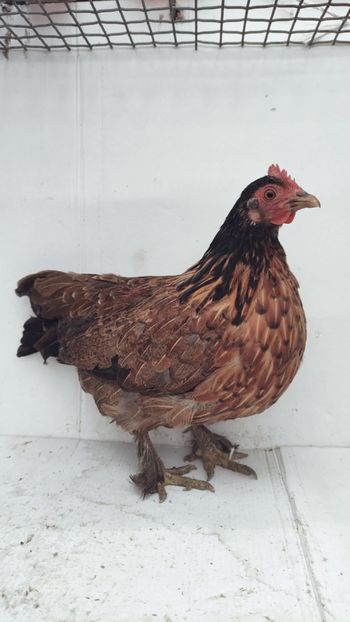 vanduta - De vanzare gainuse mi de flori