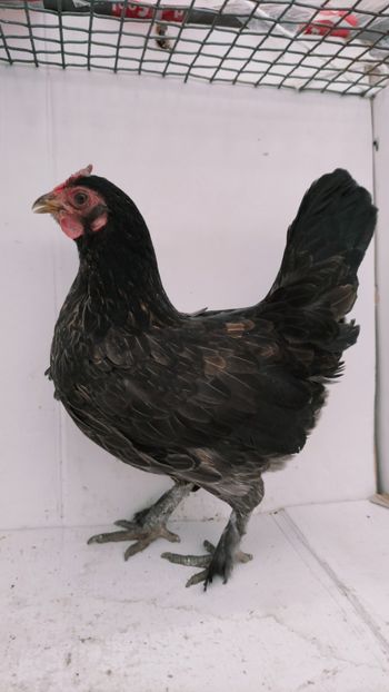 vanduta - De vanzare gainuse mi de flori