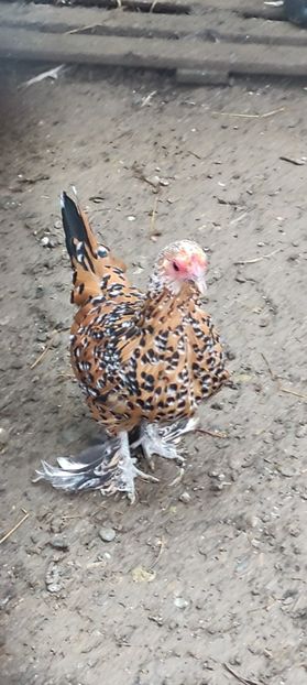 vanduta - De vanzare gainuse mi de flori