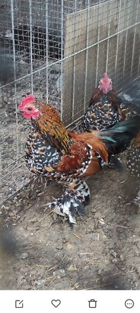 vandut - De vanzare gainuse mi de flori