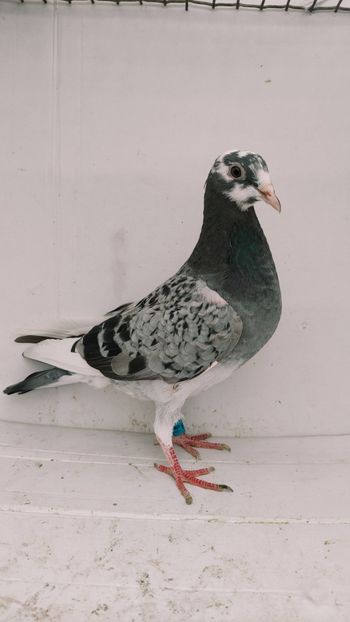 F 2021 vanduta - De vanzare voiajori 2
