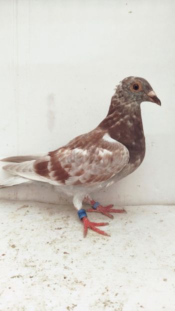 F 2021 luata de uliu 22 - Por luati de uliu