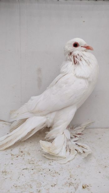 F 2020 66buc - Por tapalagosi