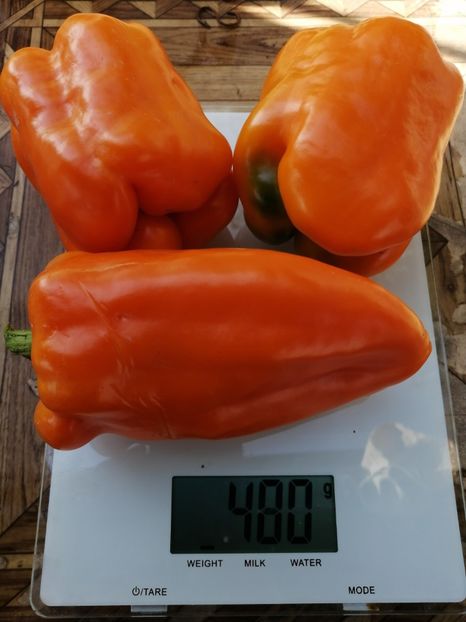  - SEMINTE ARDEI - A 39 ORANZHEVYY PAPRIKA