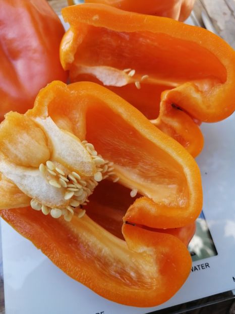  - SEMINTE ARDEI - A 39 ORANZHEVYY PAPRIKA