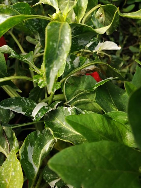  - SEMINTE ARDEI IUTE - AI 108 CANDY CANE