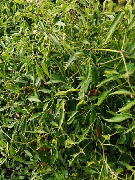  - SEMINTE ARDEI IUTE - AI 109 THUNDER MOUNTAIN LONGHORN