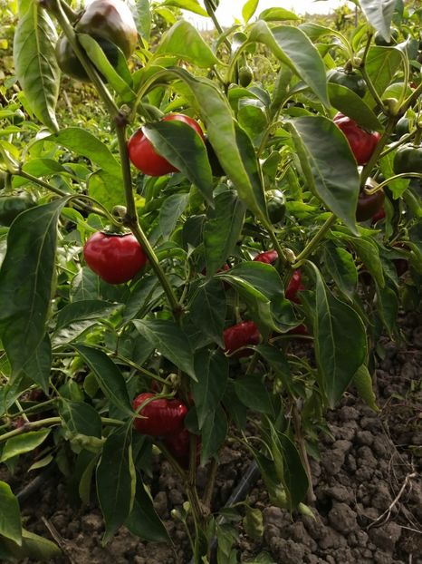  - SEMINTE ARDEI IUTE - AI 110 SWEET ÑORA PAPRIKA