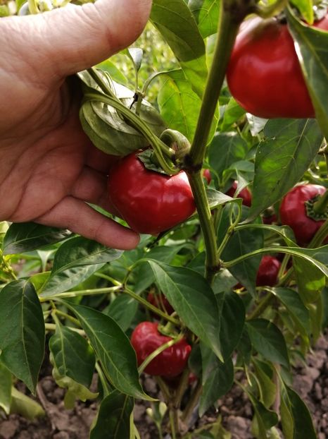  - SEMINTE ARDEI IUTE - AI 110 SWEET ÑORA PAPRIKA