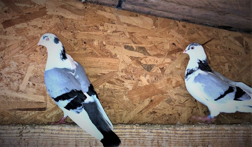  - 0000001 prin voliere