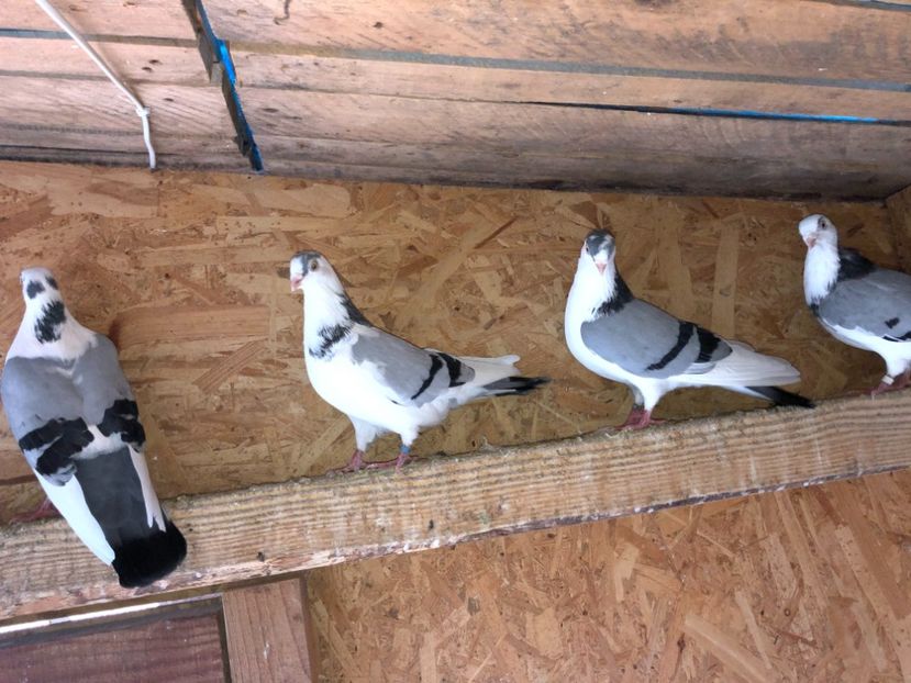  - 0000001 prin voliere