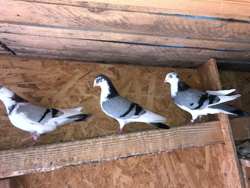  - 0000001 prin voliere