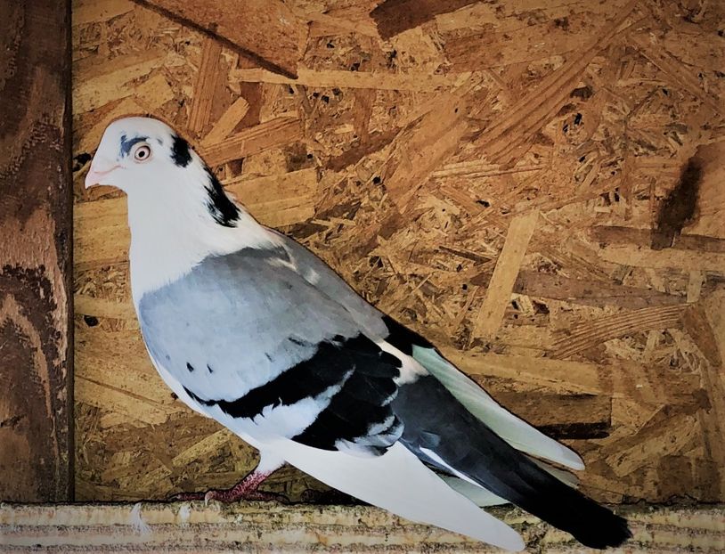  - 0000001 prin voliere