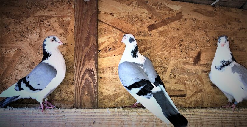  - 0000001 prin voliere