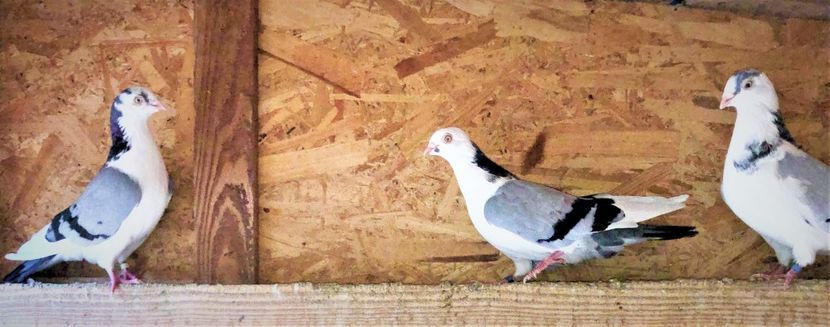  - 0000001 prin voliere