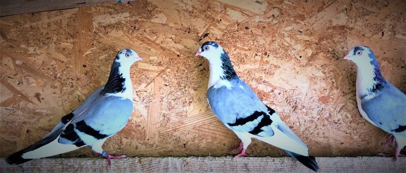  - 0000001 prin voliere