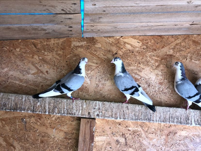  - 0000001 prin voliere