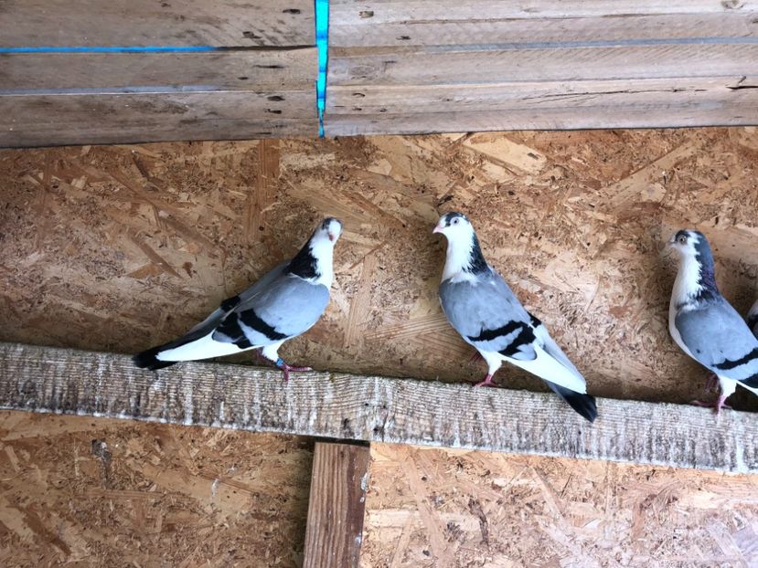  - 0000001 prin voliere