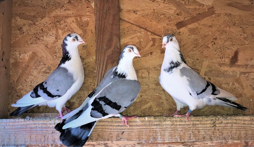  - 0000001 prin voliere