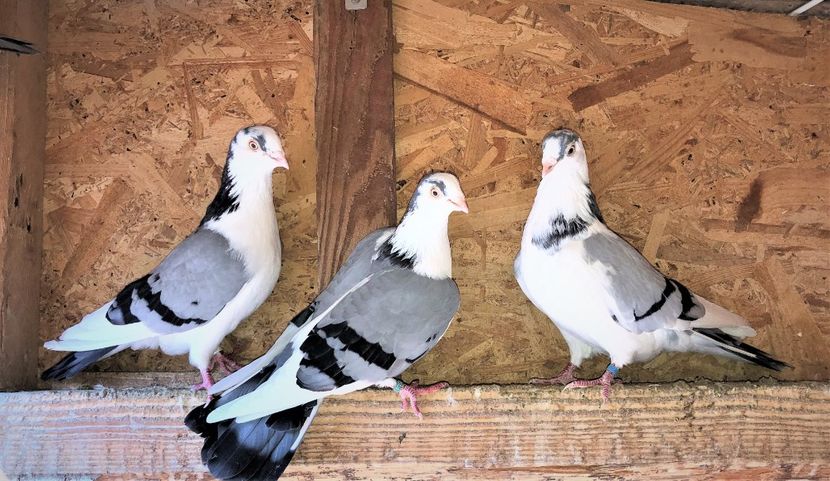  - 0000001 prin voliere