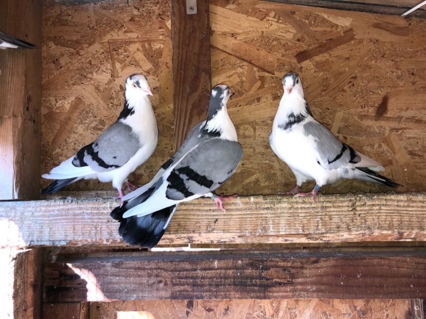  - 0000001 prin voliere