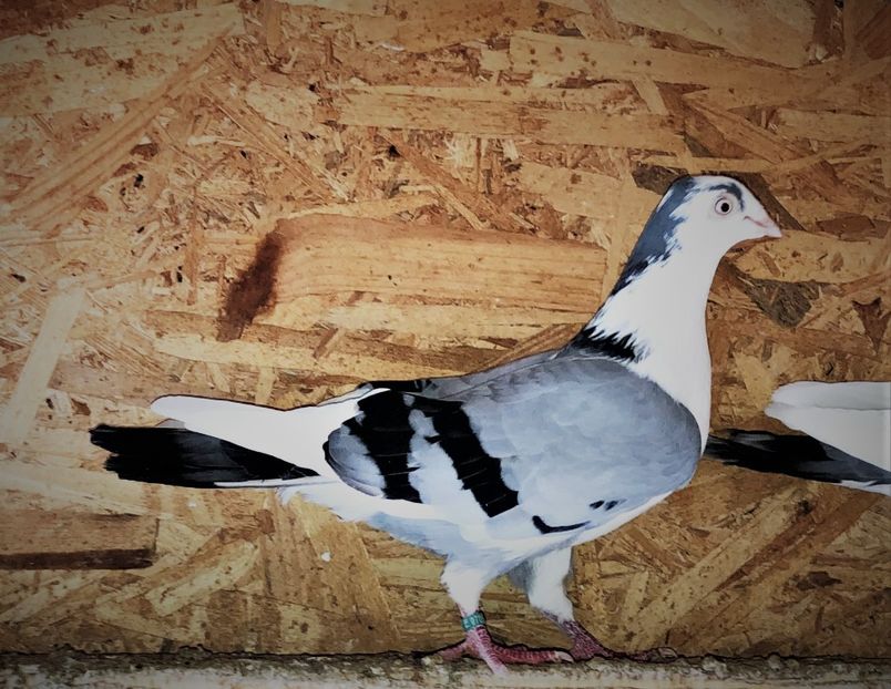  - 0000001 prin voliere