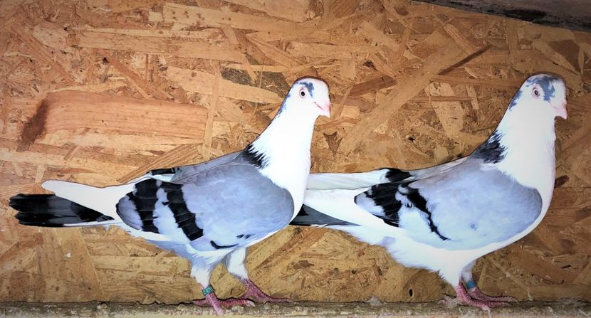  - 0000001 prin voliere