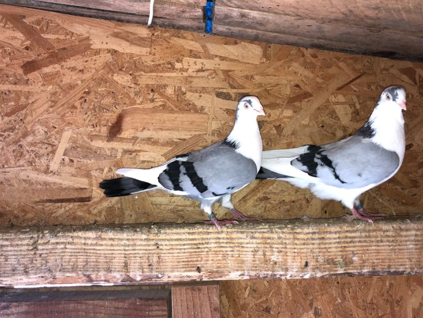  - 0000001 prin voliere