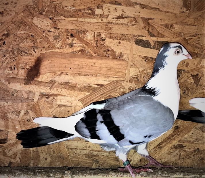  - 0000001 prin voliere