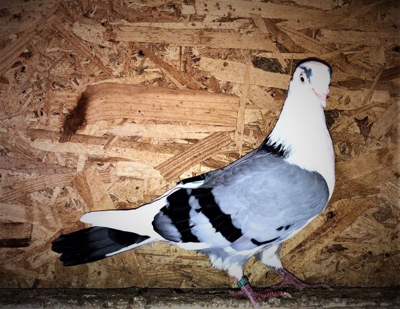  - 0000001 prin voliere