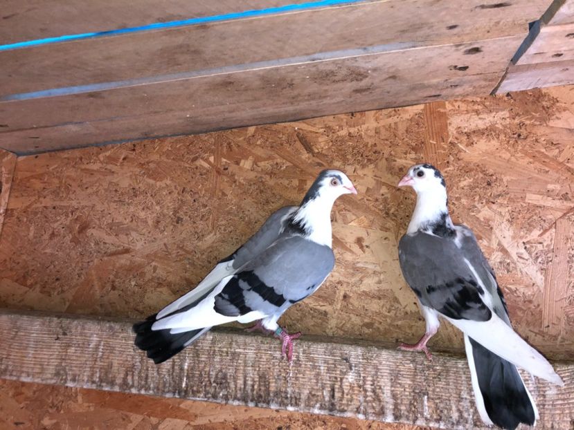  - 0000001 prin voliere