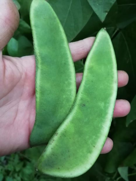  - SEMINTE FASOLE LIMA - D 179 NORTHSTAR LIMA BEAN