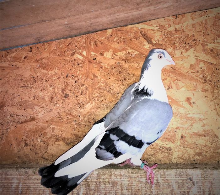  - 0000001 prin voliere