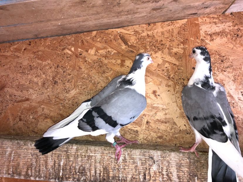  - 0000001 prin voliere