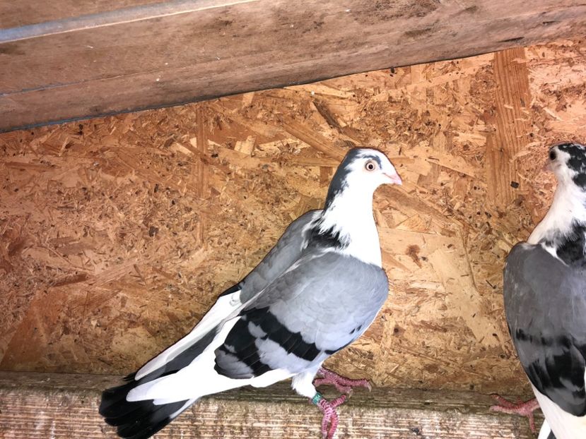  - 0000001 prin voliere