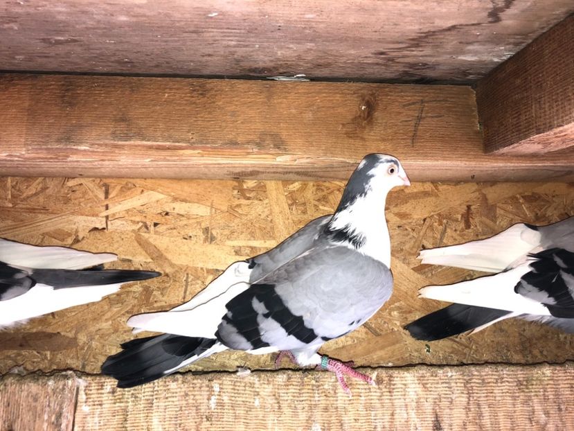  - 0000001 prin voliere