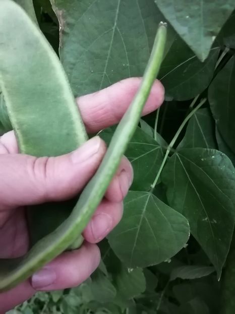  - SEMINTE FASOLE LIMA - D 183 POTAWATOMI LIMA BEAN