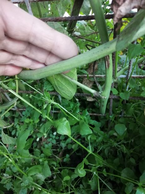  - SEMINTE FASOLE LIMA - D 183 POTAWATOMI LIMA BEAN