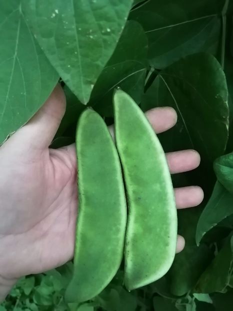  - SEMINTE FASOLE LIMA - D 184 SADIE S LIMA BEAN