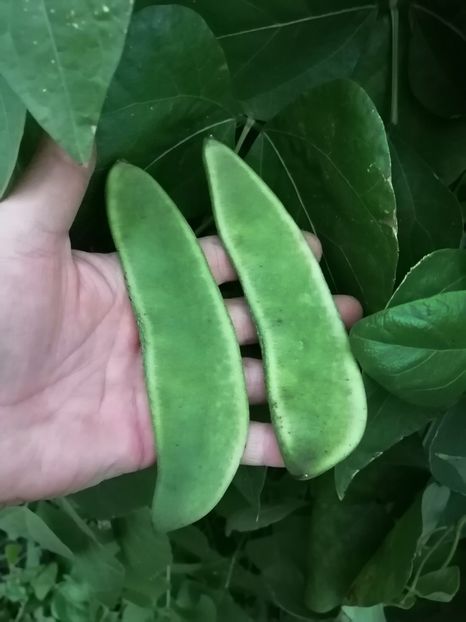  - SEMINTE FASOLE LIMA - D 184 SADIE S LIMA BEAN