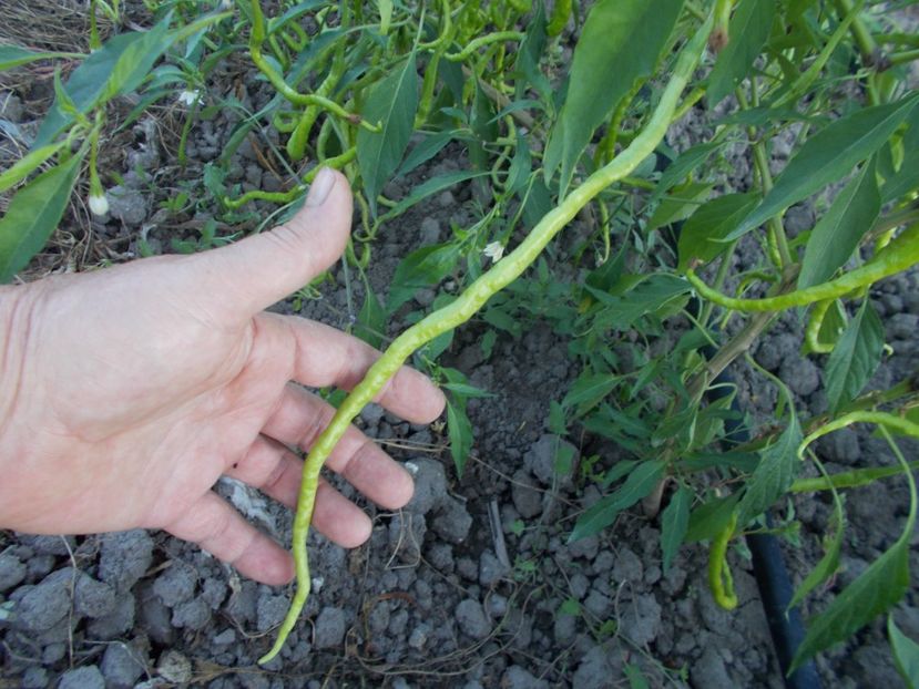  - SEMINTE ARDEI IUTE - AI 109 THUNDER MOUNTAIN LONGHORN