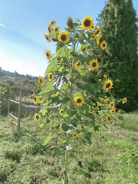 Img.2021.09.27 - 1 A Ai zâmbit azi?