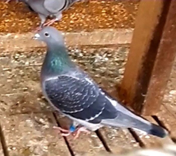 Screenshot_20211024-123016_Gallery - 2021